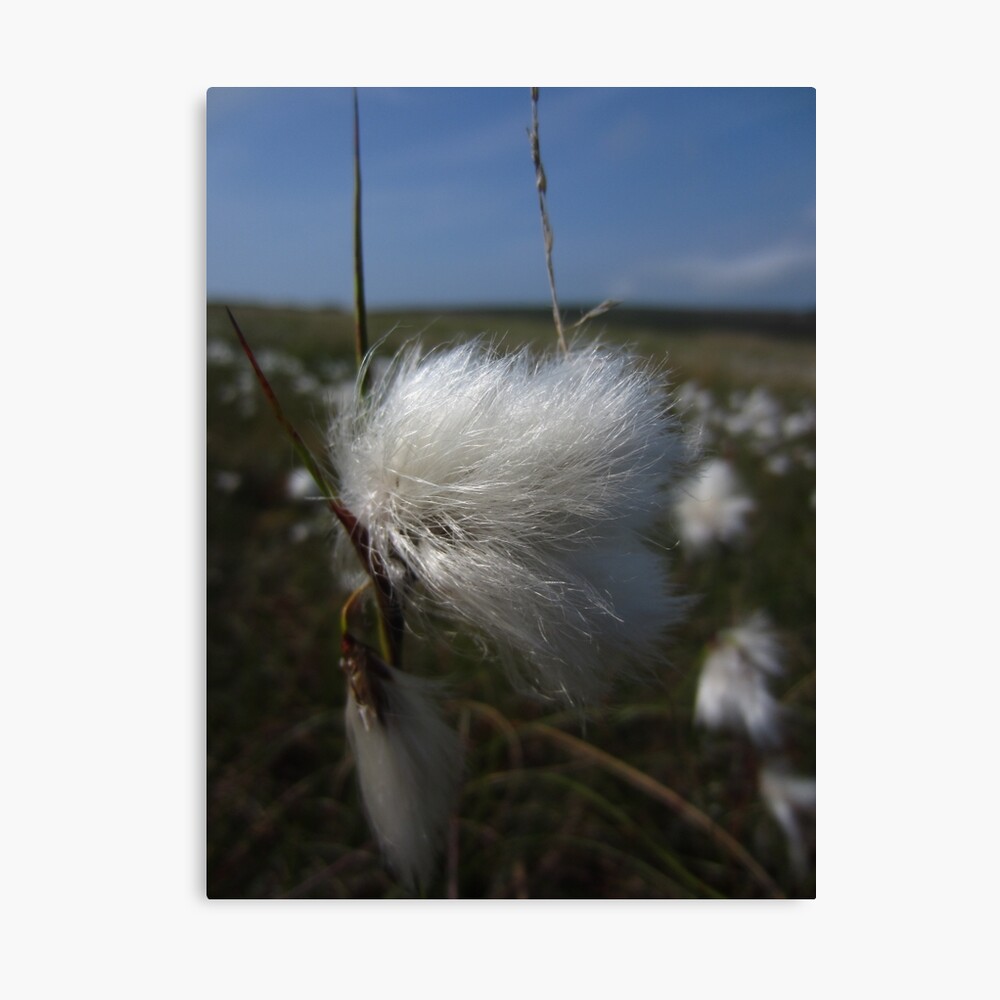 Cotton grass Canvas Print