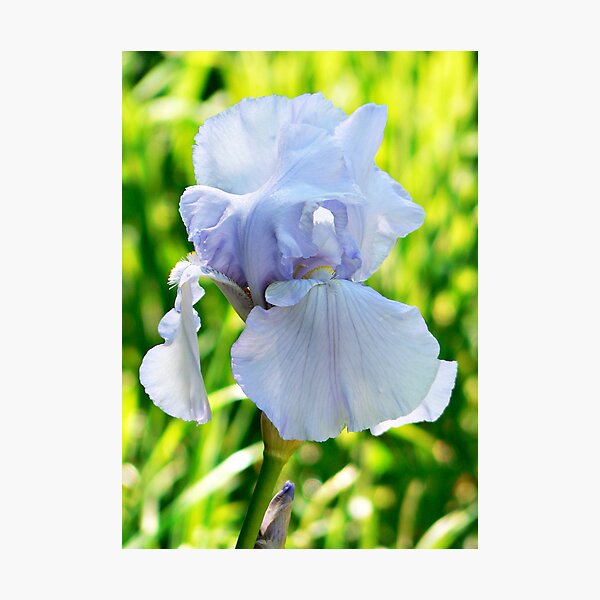 Item preview, Dutch Iris designed and sold by Brenda Anderson.