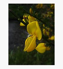 Broom Photographic Print