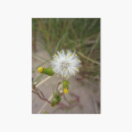 Common Groundsel Art Board Print