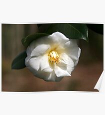 White Camellia III Poster
