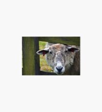 A Very Endearing Ewe.......... Art Board