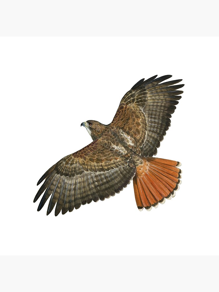 Red-tailed Hawk - Artistic Red