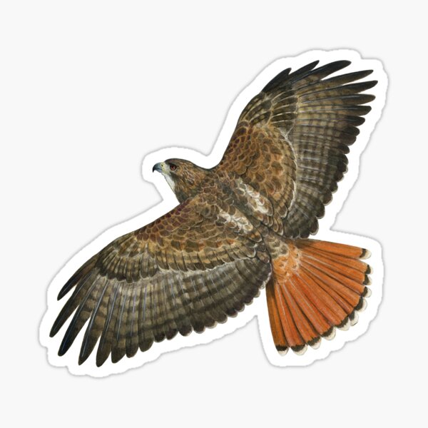 Red Tailed Hawk in Flight Sticker