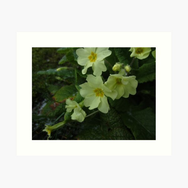 Primrose Art Print