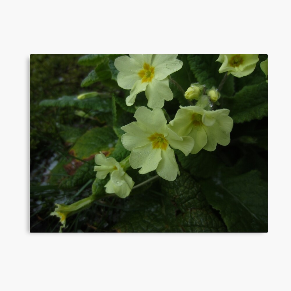 Primrose Canvas Print