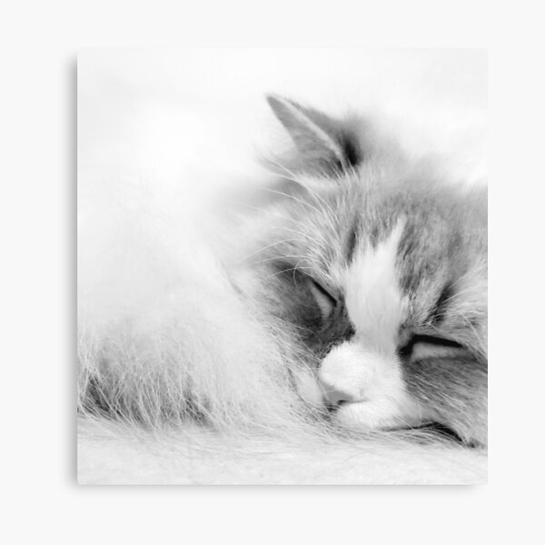 Sleepy Kitty Canvas Print