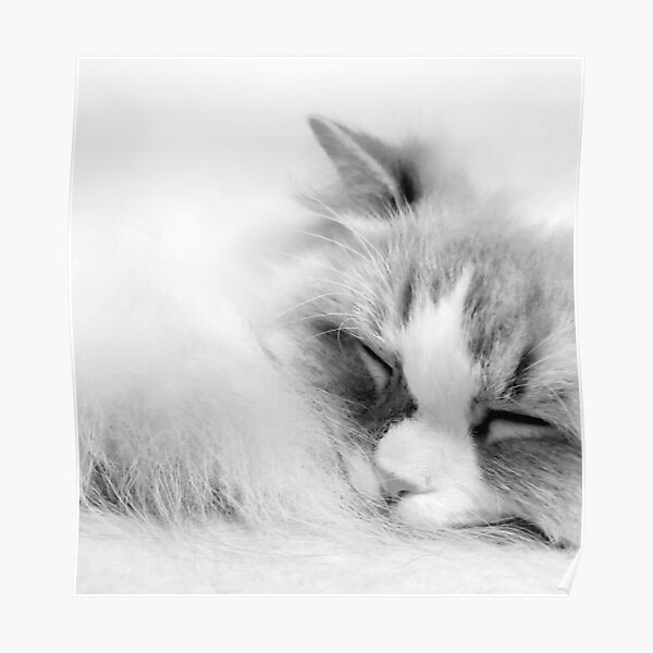 Sleepy Kitty Poster