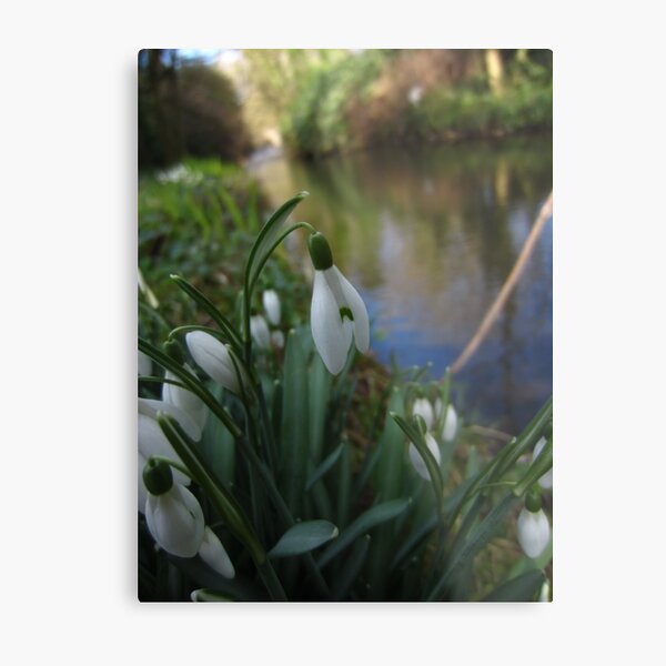 Snowdrop Metal Print