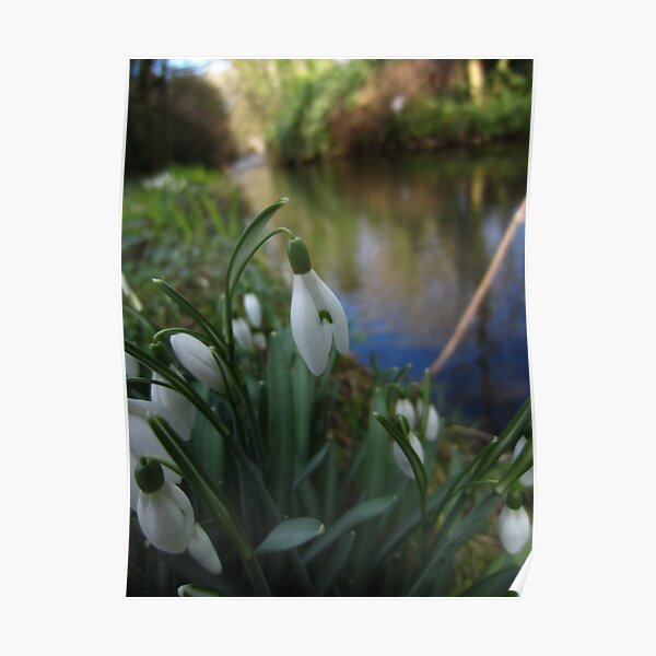 Snowdrop Poster