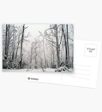 Snow Trees Postcards