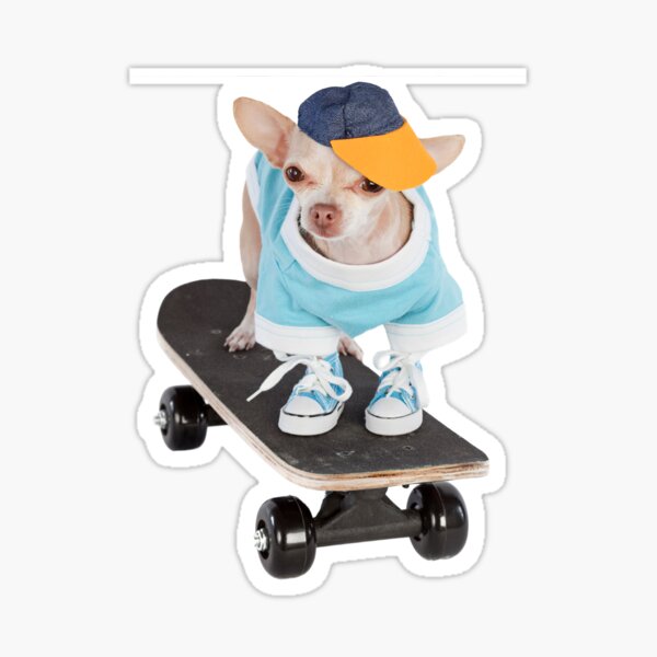 Bulldog on Board | Cool Dog Riding A Skateboard