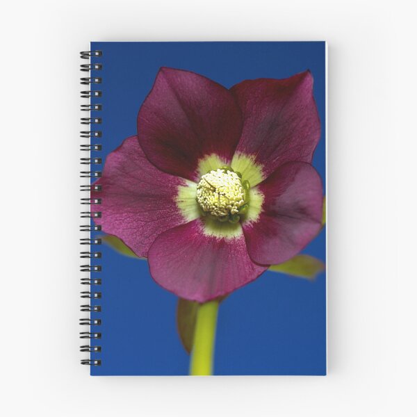 Item preview, Helleborus designed and sold by Philip Butler.