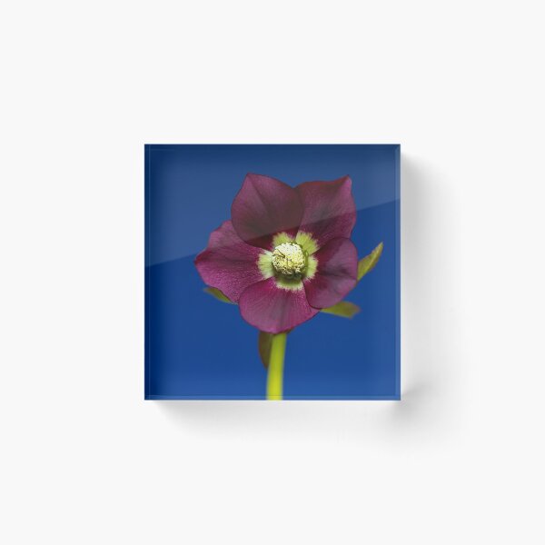 Item preview, Helleborus designed and sold by Philip Butler.