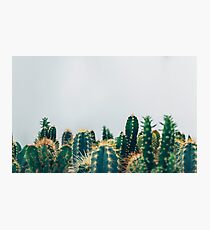 Cactus Photographic Print