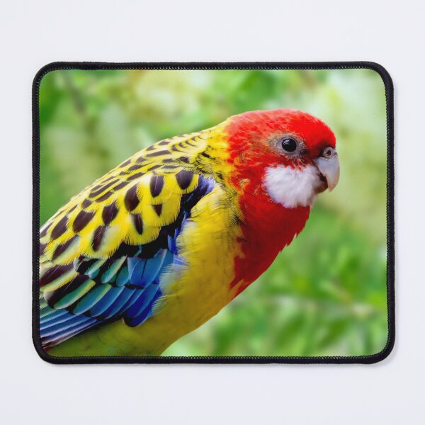 Item preview, Beautiful Eastern Rosella, Platycercus eximius, White Cheeked Rosella designed and sold by Orianah.