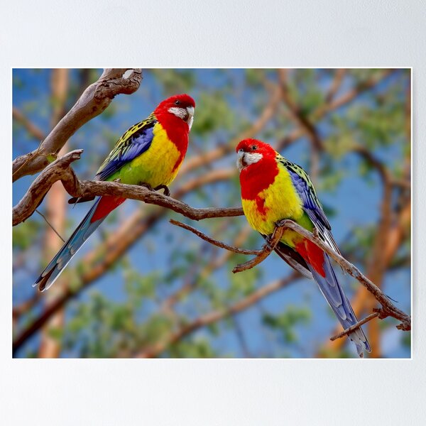Artikel-Vorschau von Schönes östliches Rosella-Paar, Platycercus eximius, White Cheeked Rosella, designt und verkauft von Orianah.