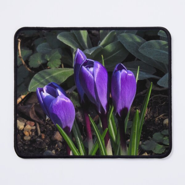 Item preview, Dark Purple Crocus designed and sold by wiggyofipswich.