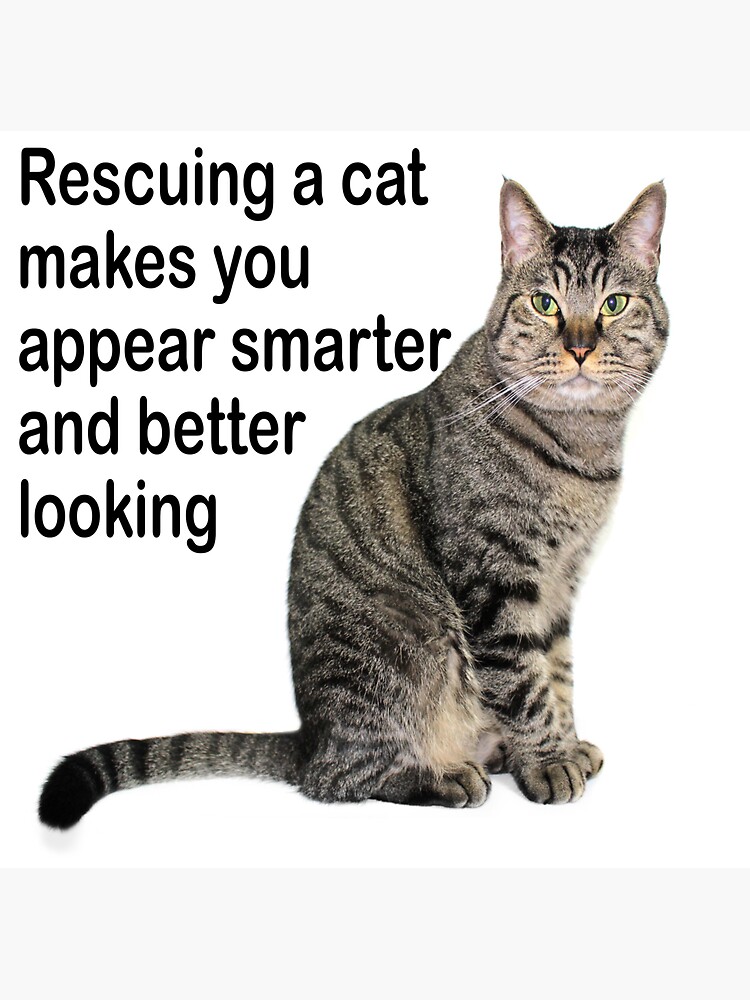Rescuing a cat makes you appear smarter and better looking: adopt