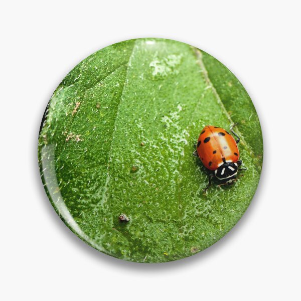 Item preview, Lady Bug designed and sold by K D Graves Photography.