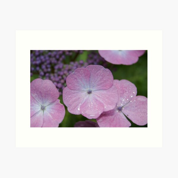 Pink flowers Art Print