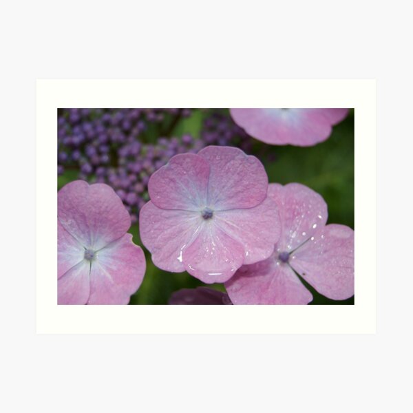 Pink flowers Art Print