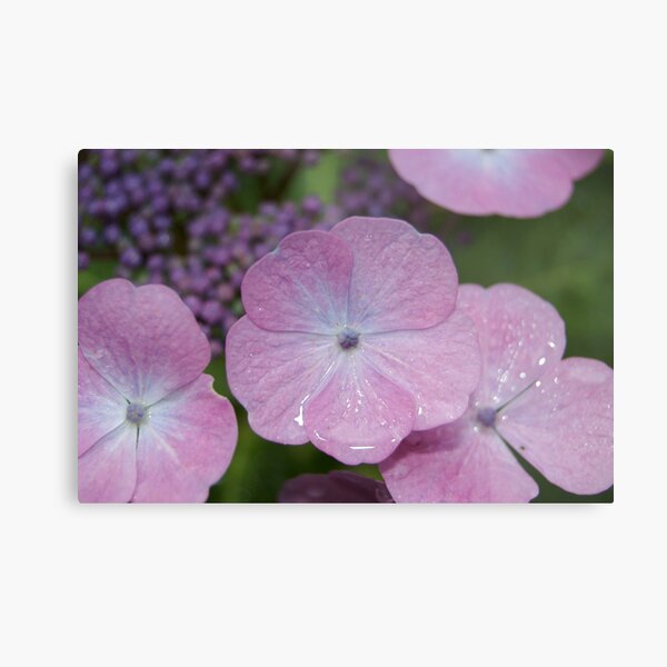 Pink flowers Metal Print