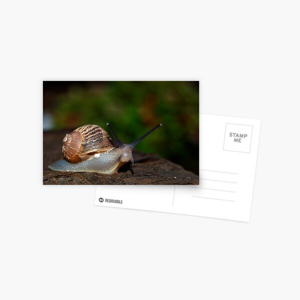 Snail Postcard