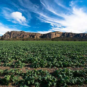 Artwork thumbnail, Arapiles by Joshua Westendorf