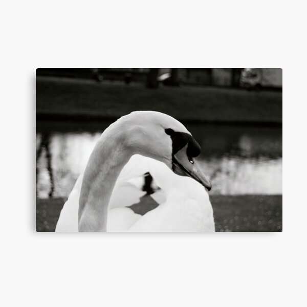 Swan Canvas Print
