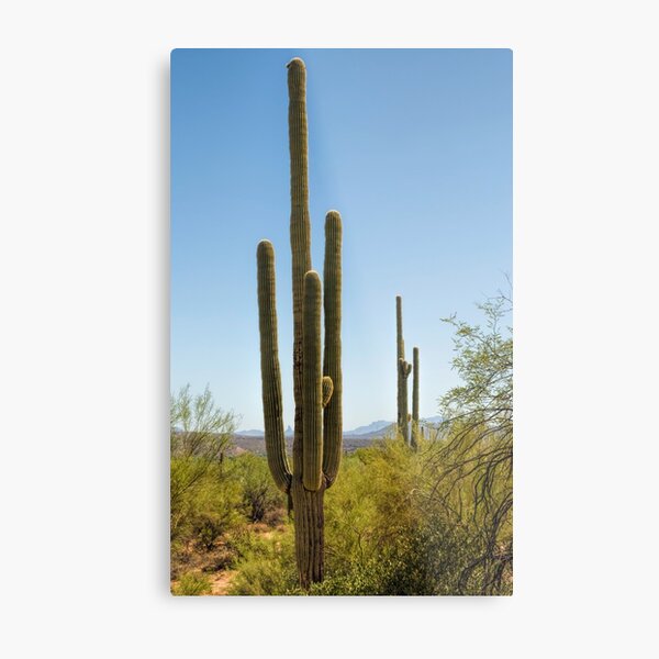 Weavers Needle Metal Print