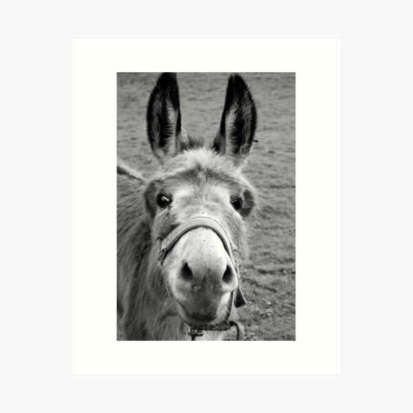 Mule Art Print