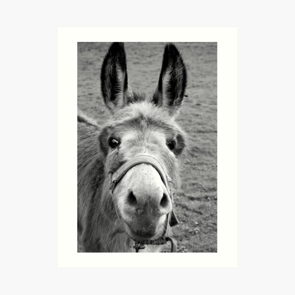 Mule Art Print