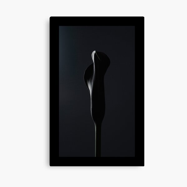BLACK BLACK WIDOW Canvas Print