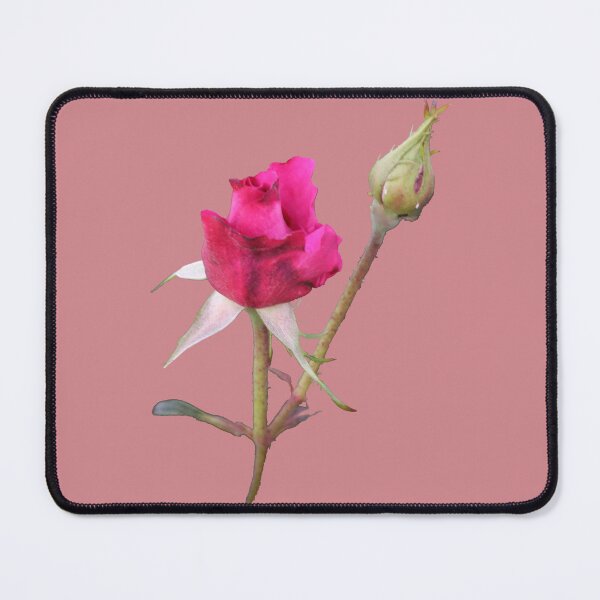 Item preview, Red Rose with bud on Pink designed and sold by STHogan.