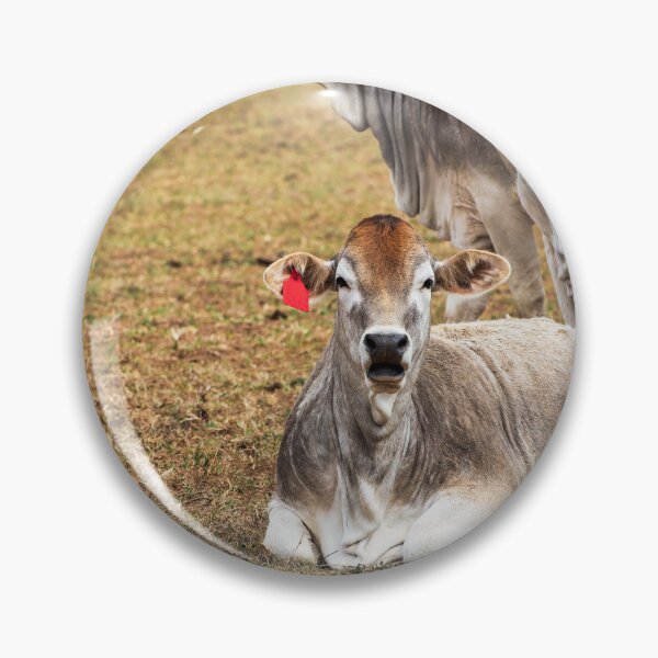 Item preview, cows in a field looking surprised designed and sold by noblephoto.