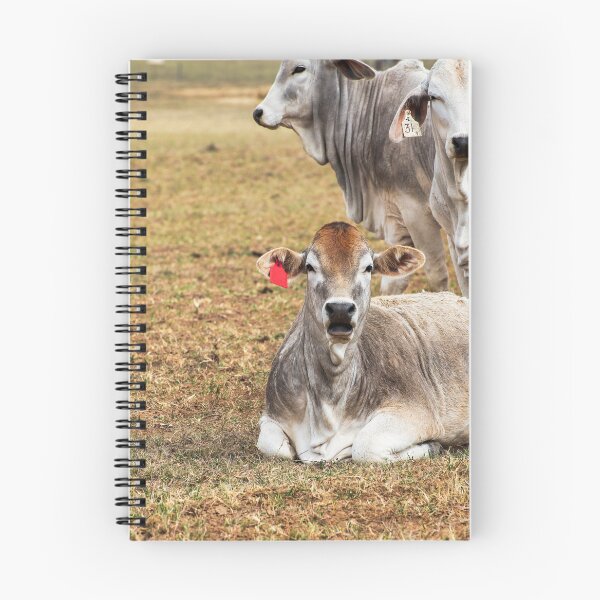 Item preview, cows in a field looking surprised designed and sold by noblephoto.