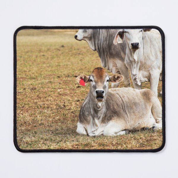 Item preview, cows in a field looking surprised designed and sold by noblephoto.