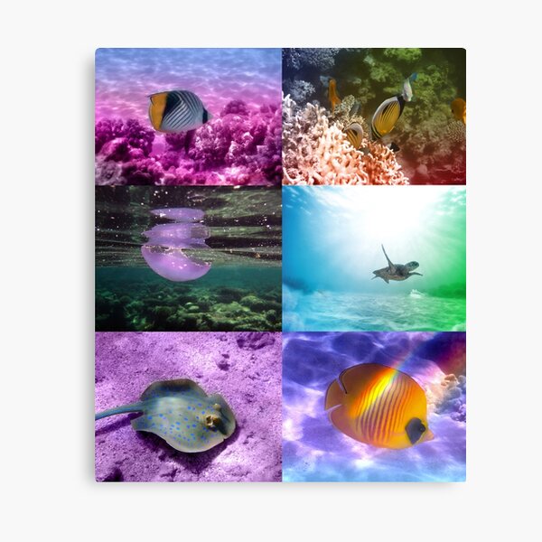 A Colorful And Gorgeous Sealife Photography Collage From The Red Sea Canvas Print