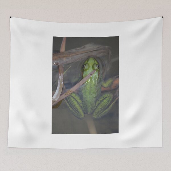 Item preview, Frog from above designed and sold by enchantedvibes.