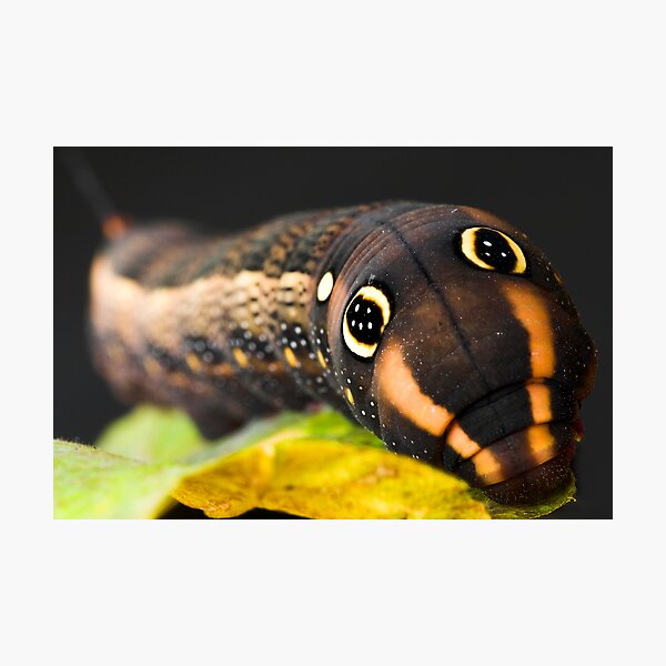 Artikelvorschau, Vine Hawk Caterpillar entworfen und verkauft von Shane Howlett.