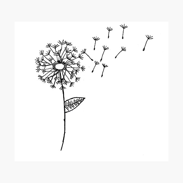 Dandelion Photographic Print