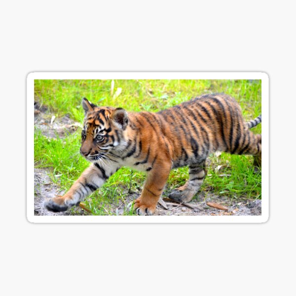 Sumatran Baby Tiger On the Run Sticker