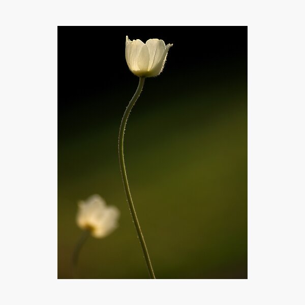 ... Photographic Print