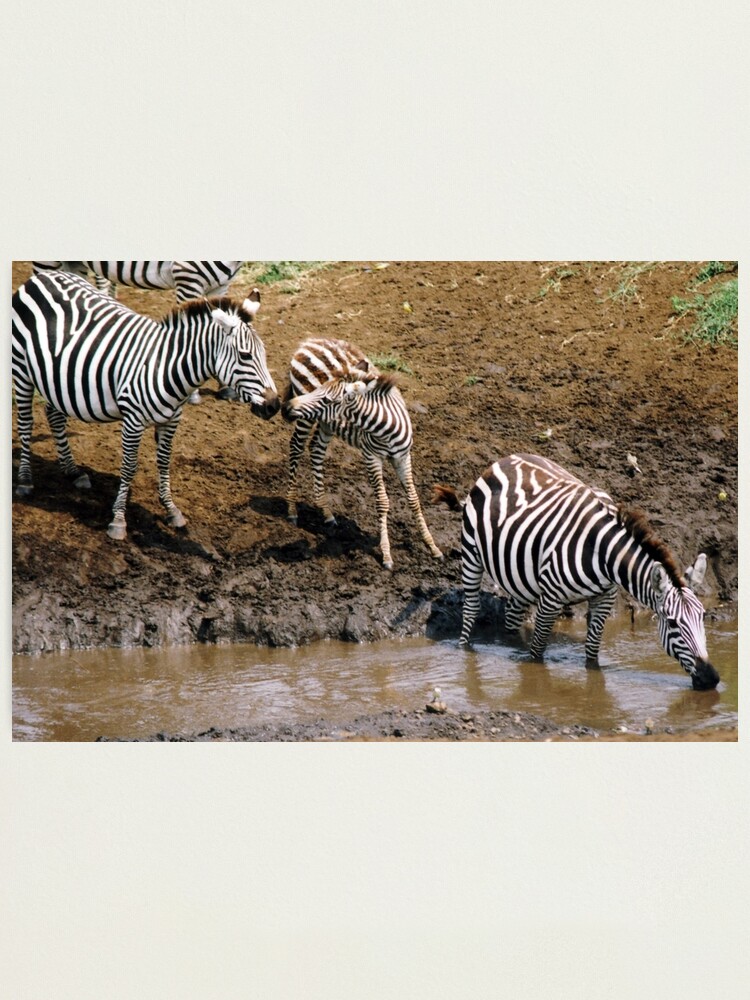 Alternate view of Moral support Photographic Print