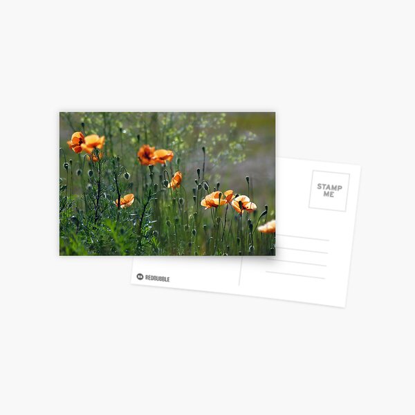 MORNING IMPRESSION Postcard