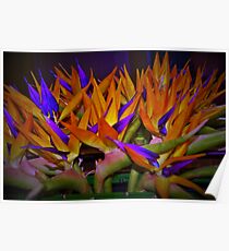 Bird flock Poster