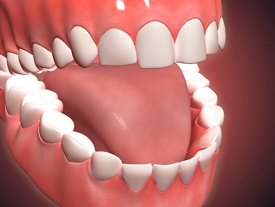 human-mouth-open-showing-teeth-gums-and-tongue-posters-by