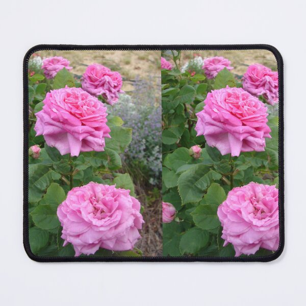 Item preview, Pink Vintage Rose Cabbage John Hopper designed and sold by Sarah  Rajkotwala.