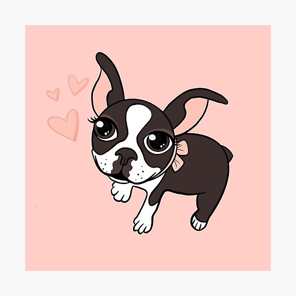 Joli bébé Boston Terrier Impression photo